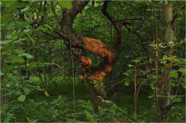 Олег Ермаков - Покинутые или Безумцы