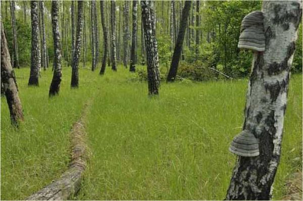 Олег Ермаков - Покинутые или Безумцы