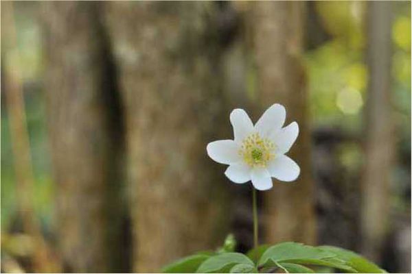 Олег Ермаков - Покинутые или Безумцы