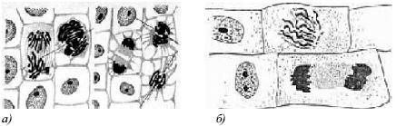Зеркальные болезни. Рак, диабет,...
