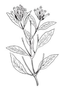 Светлана Хворостухина - Всё о специях