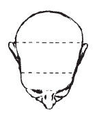 Наоми Тикл - Лицо - зеркало души. Физиогномика для всех