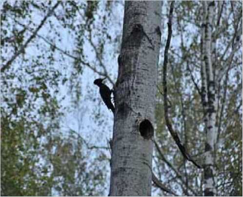 Олег Ермаков - Покинутые или Безумцы
