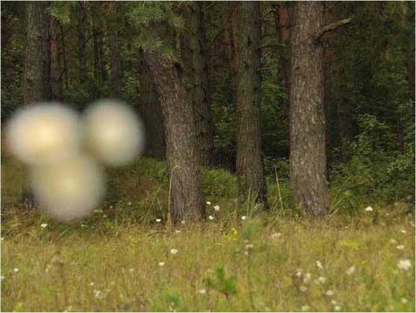 Олег Ермаков - Покинутые или Безумцы