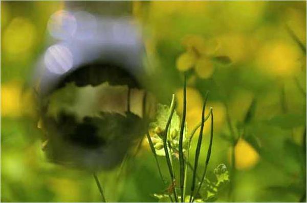 Олег Ермаков - Покинутые или Безумцы