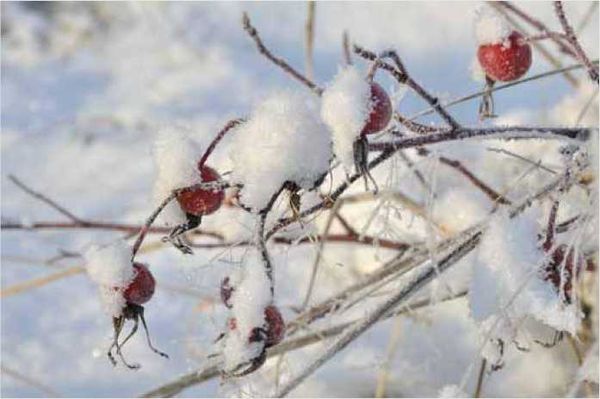 Олег Ермаков - Покинутые или Безумцы