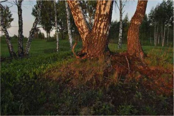 Олег Ермаков - Покинутые или Безумцы