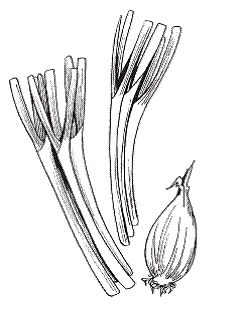 Светлана Хворостухина - Всё о специях