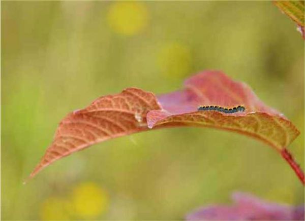 Олег Ермаков - Покинутые или Безумцы