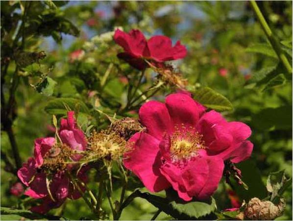 Олег Ермаков - Покинутые или Безумцы