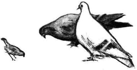 Эсфирь Цюрупа - У кольца нет конца