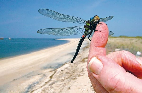 Александр Пшера - Интернет животных. Новый диалог между человеком и природой