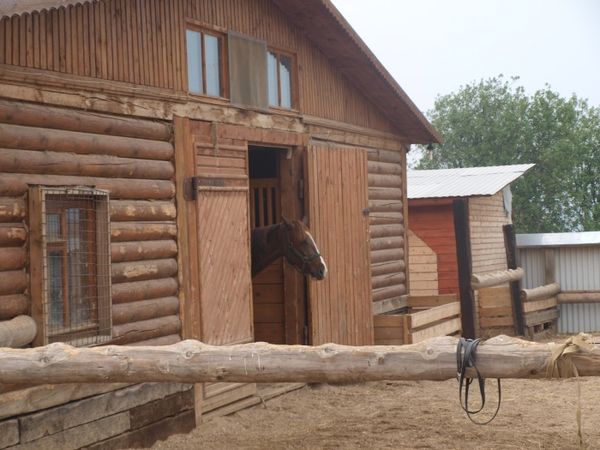 Андрей Кашкаров - Казаки: традиции, обычаи, культура (краткое руководство...