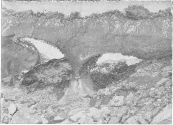 Леонид Серебрянный, Андрей Орлов - Ледники в горах