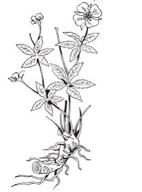 Светлана Хворостухина - Всё о специях