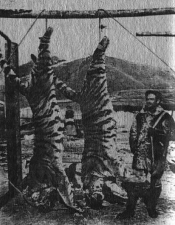 Юрий Янковский - Полвека охоты на тигров