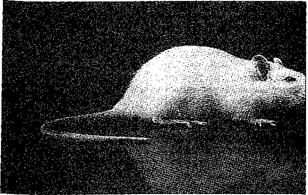 Клаус Вернер, Ганс Вайс - Черная книга корпораций