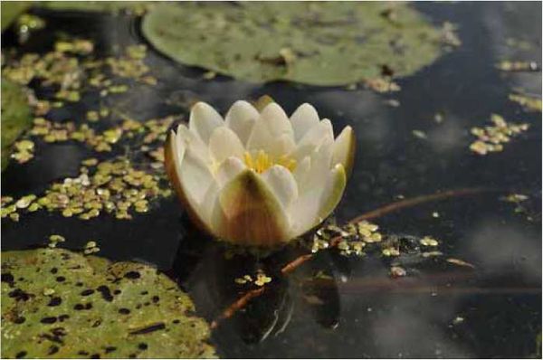 Олег Ермаков - Покинутые или Безумцы