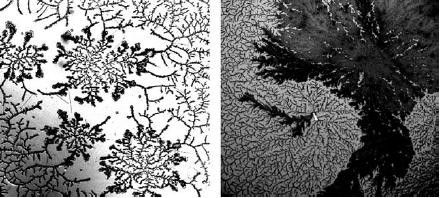 Михаил Кутушов - Зеркальные болезни. Рак, диабет, шизофрения, аллергия