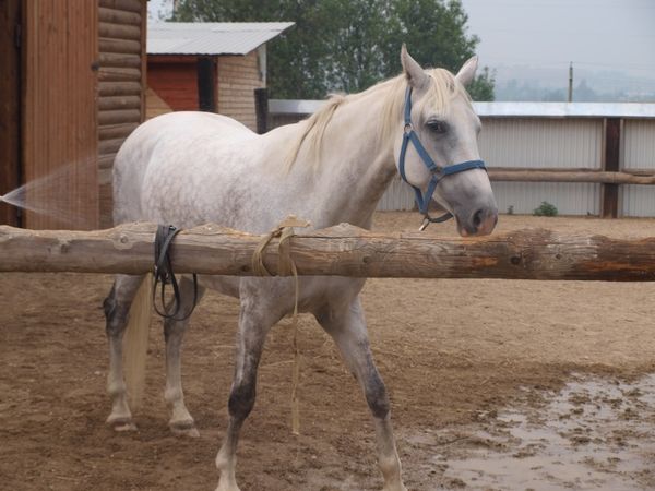 Андрей Кашкаров - Казаки: традиции, обычаи, культура (краткое руководство...