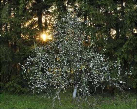 Олег Ермаков - Покинутые или Безумцы