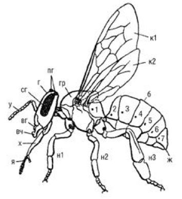 Валерий Корж - Полный справочник пчеловода