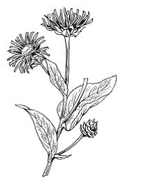 Светлана Хворостухина - Всё о специях