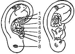 Михаил Кутушов - Зеркальные болезни. Рак, диабет, шизофрения, аллергия