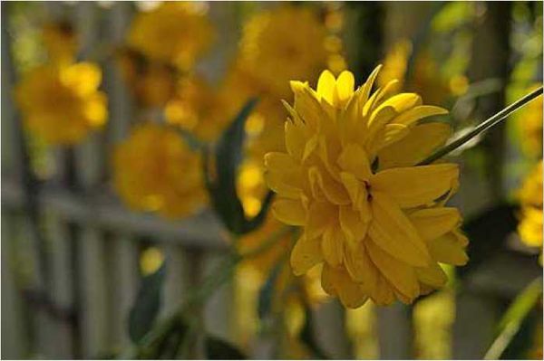 Олег Ермаков - Покинутые или Безумцы