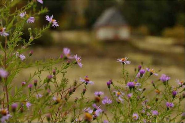 Олег Ермаков - Покинутые или Безумцы