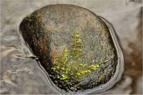 Олег Ермаков - Покинутые или Безумцы