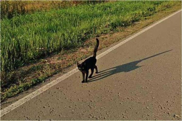 Олег Ермаков - Покинутые или Безумцы
