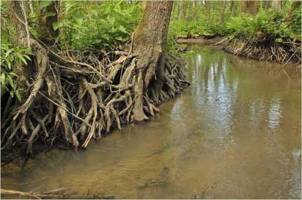 Олег Ермаков - Покинутые или Безумцы