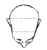 Наоми Тикл - Лицо - зеркало души. Физиогномика для всех
