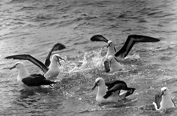 Эрнест Генри Шеклтон - В сердце Антарктики