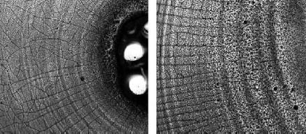 Михаил Кутушов - Зеркальные болезни. Рак, диабет, шизофрения, аллергия
