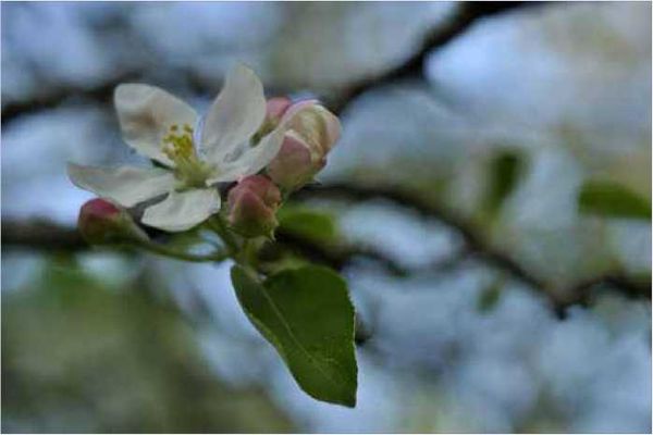 Олег Ермаков - Покинутые или Безумцы