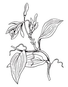 Светлана Хворостухина - Всё о специях