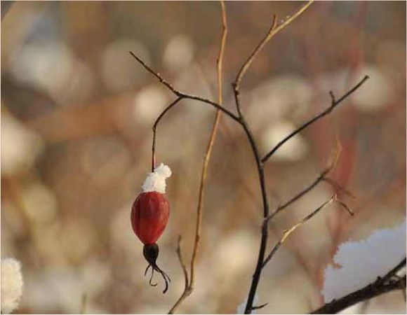 Олег Ермаков - Покинутые или Безумцы