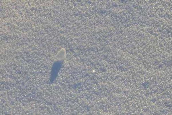 Олег Ермаков - Покинутые или Безумцы