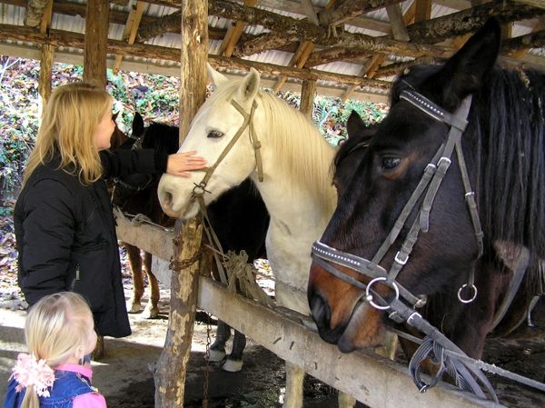 Андрей Кашкаров - Казаки: традиции, обычаи, культура (краткое руководство...