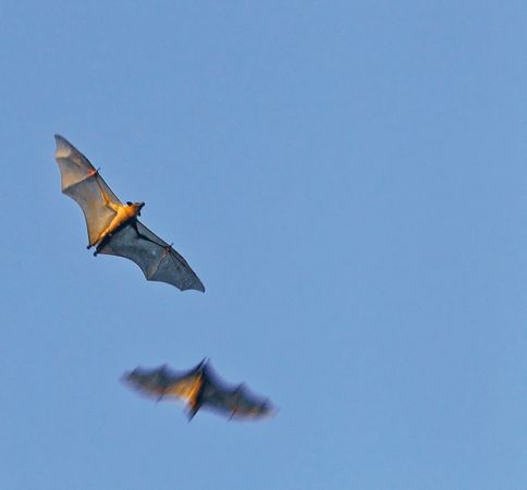 Александр Пшера - Интернет животных. Новый диалог между человеком и природой