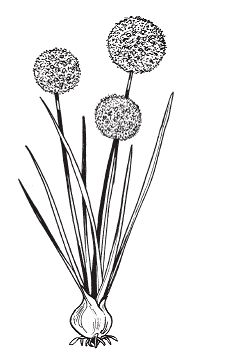 Светлана Хворостухина - Всё о специях