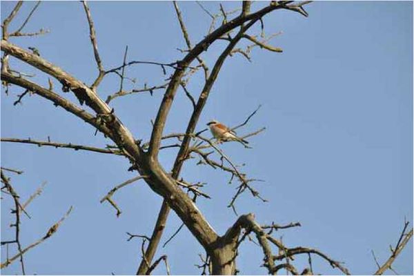 Олег Ермаков - Покинутые или Безумцы