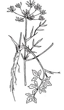 Светлана Хворостухина - Всё о специях