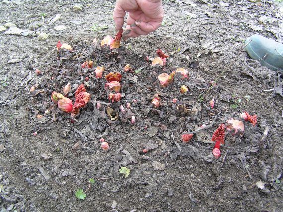 Андрей Кашкаров - Экологически чистые продукты на вашем участке. Практическая...