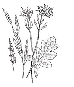 Светлана Хворостухина - Всё о специях