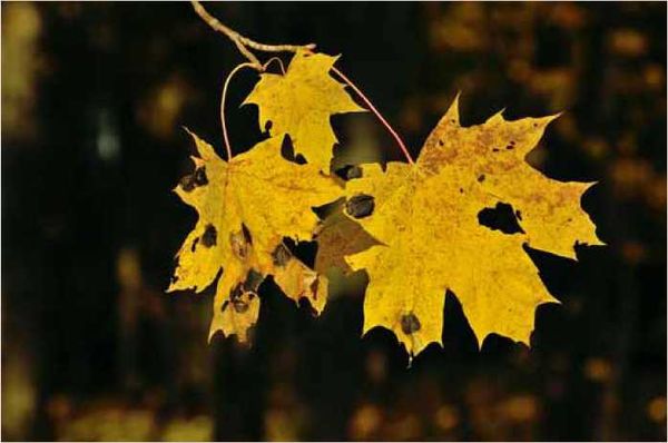 Олег Ермаков - Покинутые или Безумцы