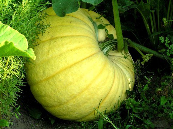 Андрей Кашкаров - Экологически чистые продукты на вашем участке. Практическая...