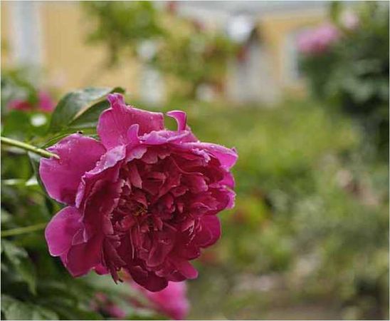 Олег Ермаков - Покинутые или Безумцы